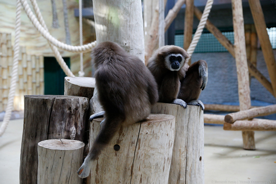 Варяг из Дании: в Калининградском зоопарке поселился орангутан Бенджамин
