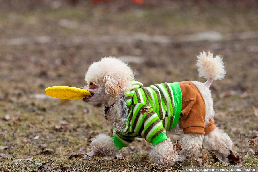 «Зубастые ловцы»: фоторепортаж с соревнований по дог-фрисби
