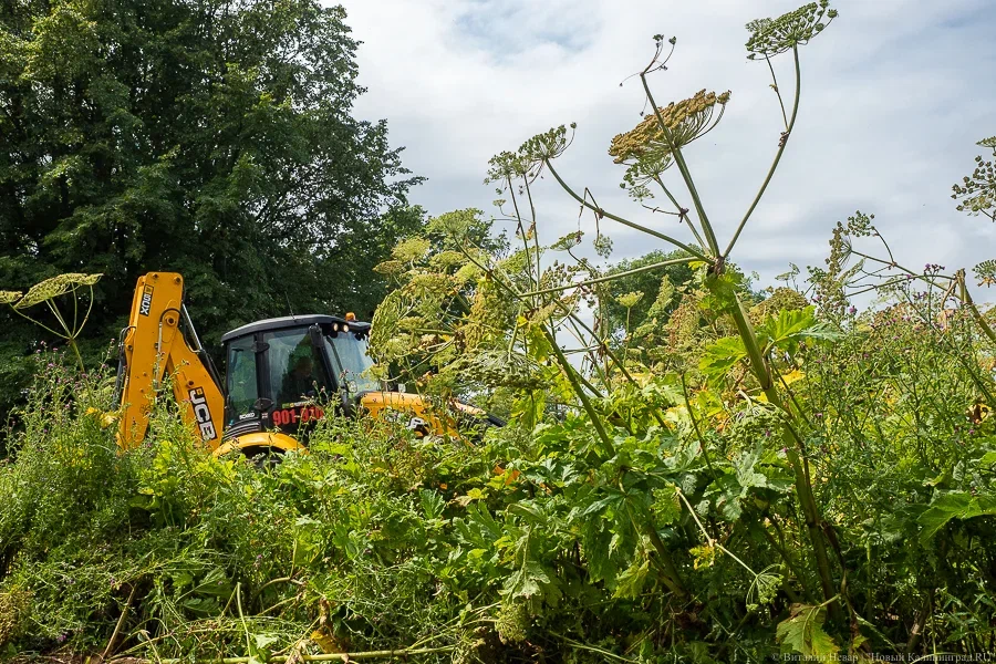 Рослесхоз предложил признать вредными борщевик и американский клен