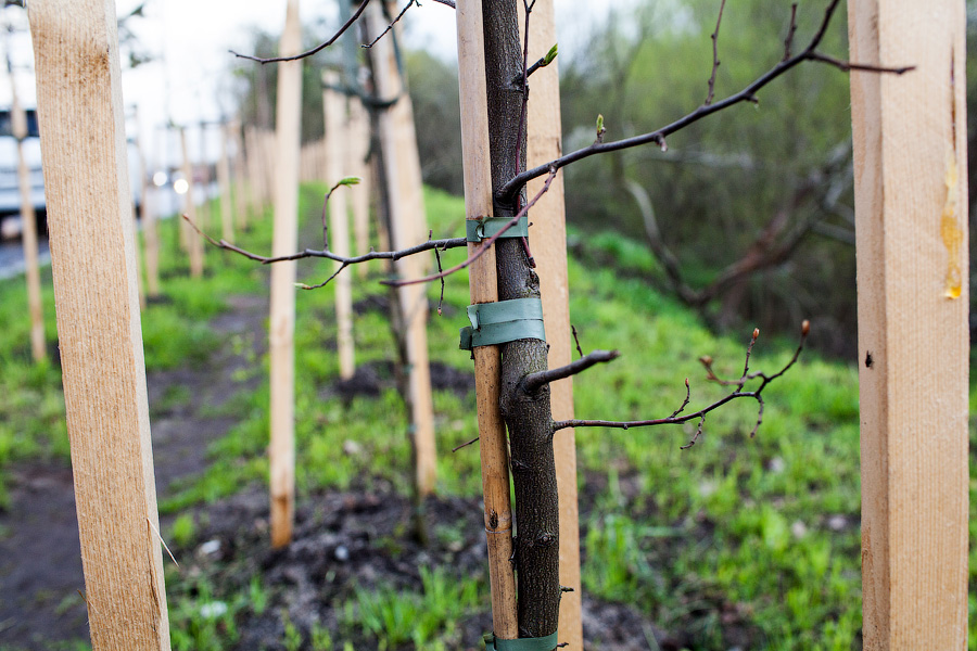 Власти хотят высадить почти 600 молодых деревьев вдоль дорог в Зеленоградском округе