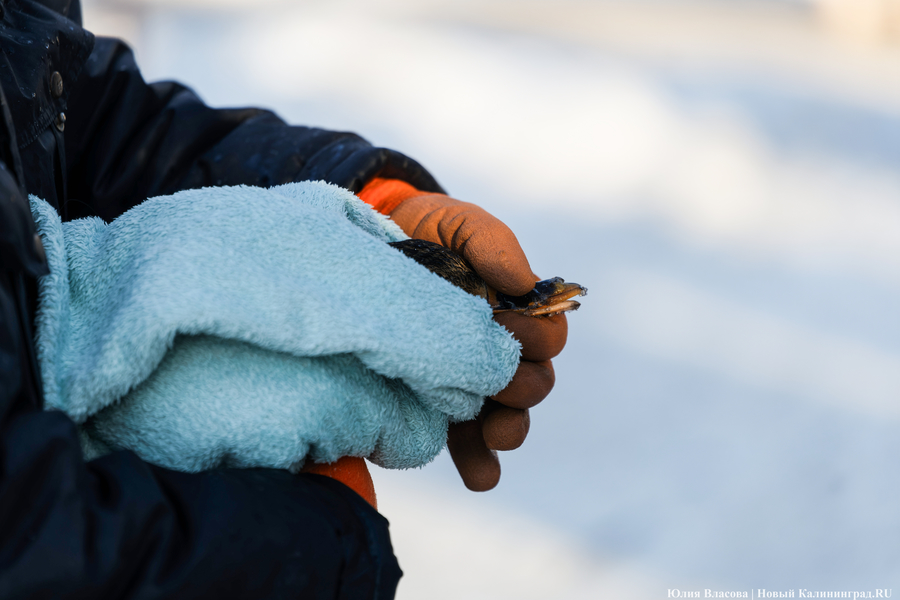Ледяной плен: в парке Зеленоградска спасают замерзающих уток (фото)