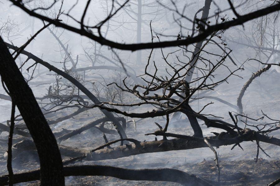 Пожар на дюне Эфа: возгорание на Куршской косе тушили вертолёты