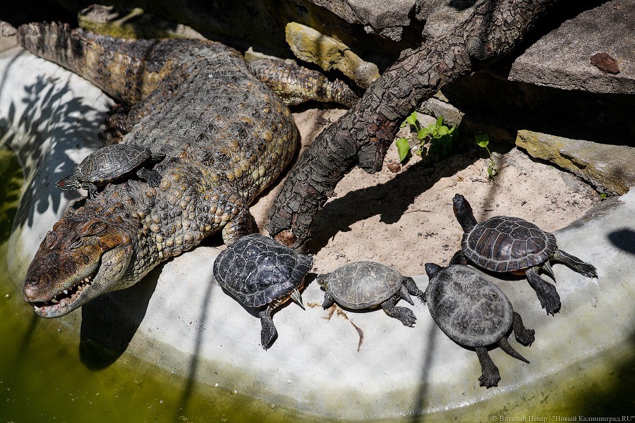 Дистанция в одного кенгуру: первый день работы Калининградского зоопарка (фото)