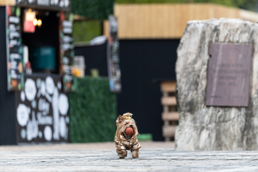 Прикидываясь Кантом: у Кафедрального собора открылась ярмарка (фото)