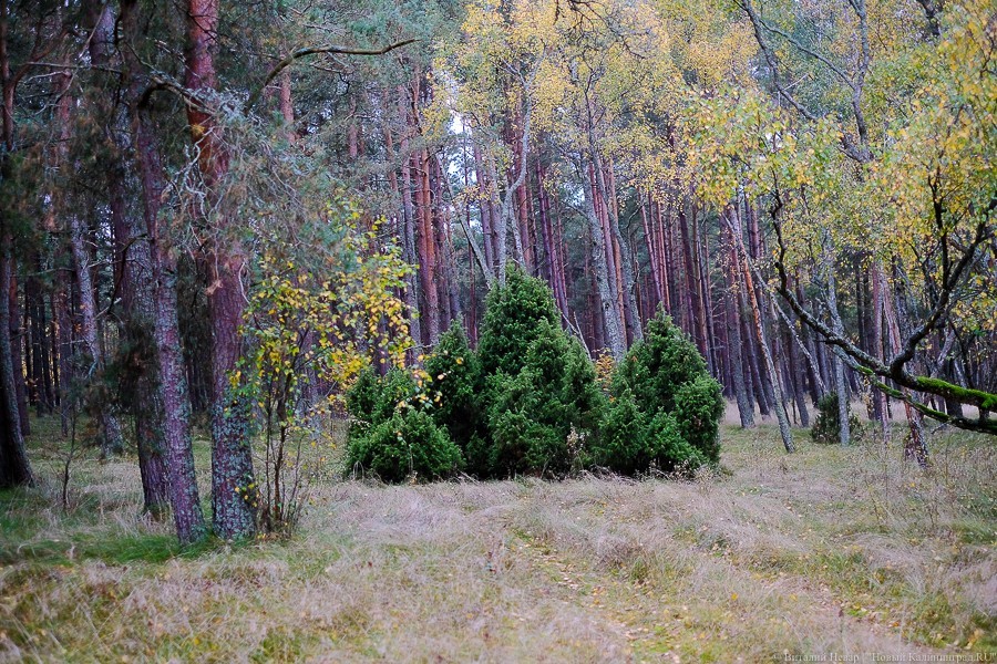Депутат: такого замусоренного леса, как в Калининграде, я не встречал нигде