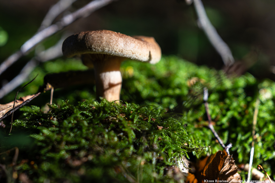 Они пошли: фоторепортаж с открытия «тихой охоты» в Калининградской области (фото)