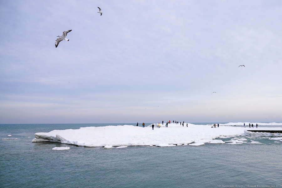 В Калининградской области массово гуляют по морскому льду, несмотря на запрет МЧС (фото)