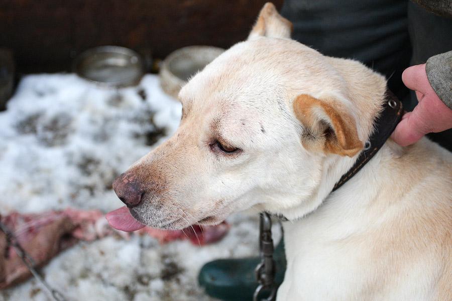 «Некуда девать»: как выглядит изнутри приют для бездомных животных