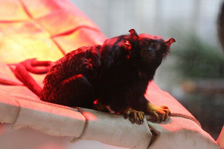 В Калининградском зоопарке впервые родился краснорукий тамарин (фото)