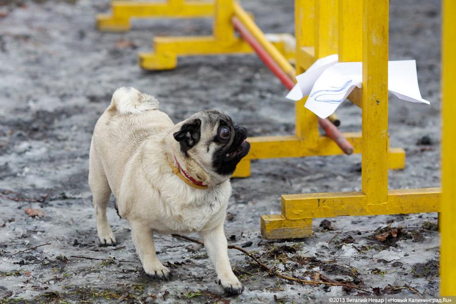 «Праздник для собак»: фоторепортаж из Ботанического сада