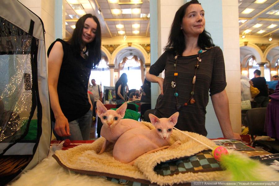 "Купи кота": фоторепортаж "Нового Калининграда.Ru"