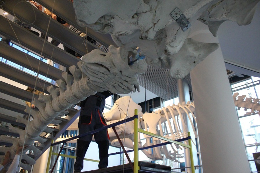 Монтаж скелета серого кита. Фото предоставлено пресс-службой ММО. 