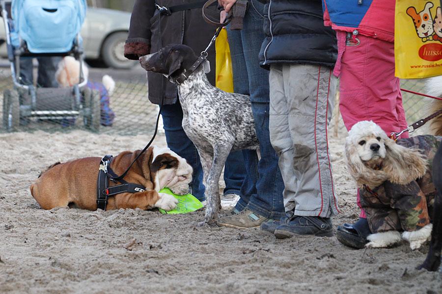 «Главные по тарелочкам»: фоторепортаж с соревнований по дог-фрисби