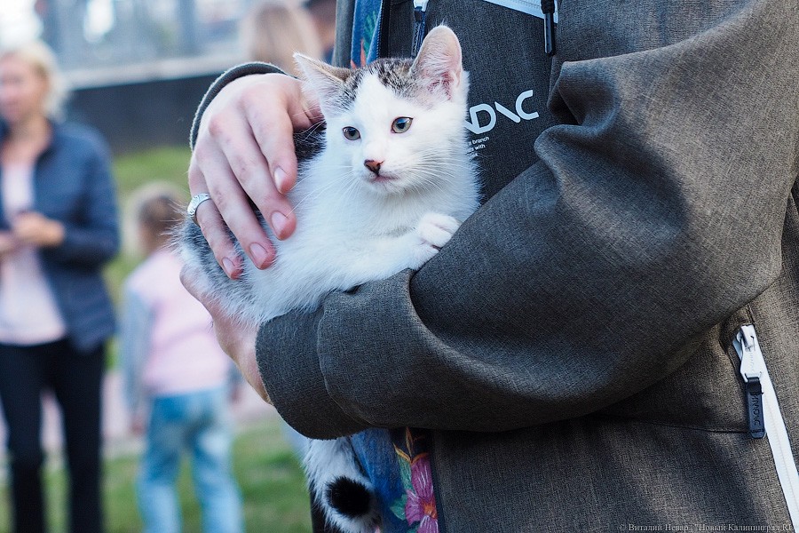 Подари мне дом: на Верхнем озере организовали выставку бездомных животных
