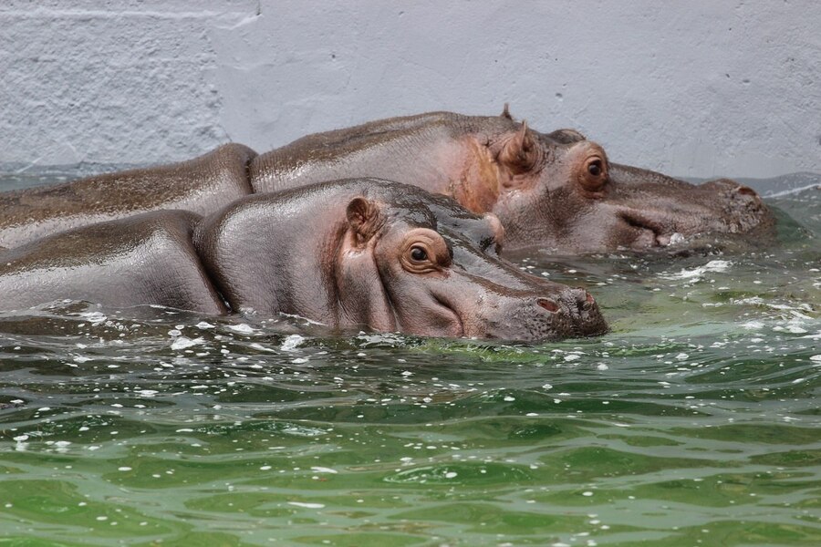 Фото: Калининградский зоопарк