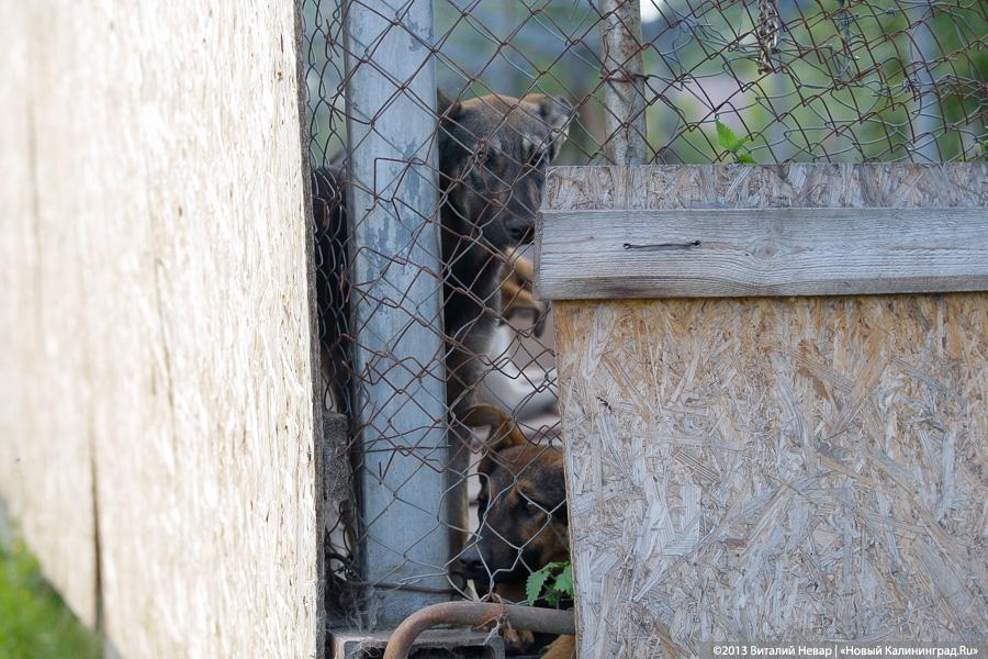 Естественный отбор: что творится за забором Службы защиты животных (фото)