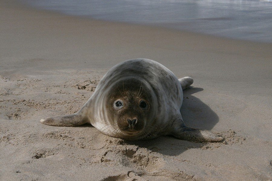 В нацпарке «Куршская коса» гостей Дня тюленя пригласят помочь с уборкой побережья