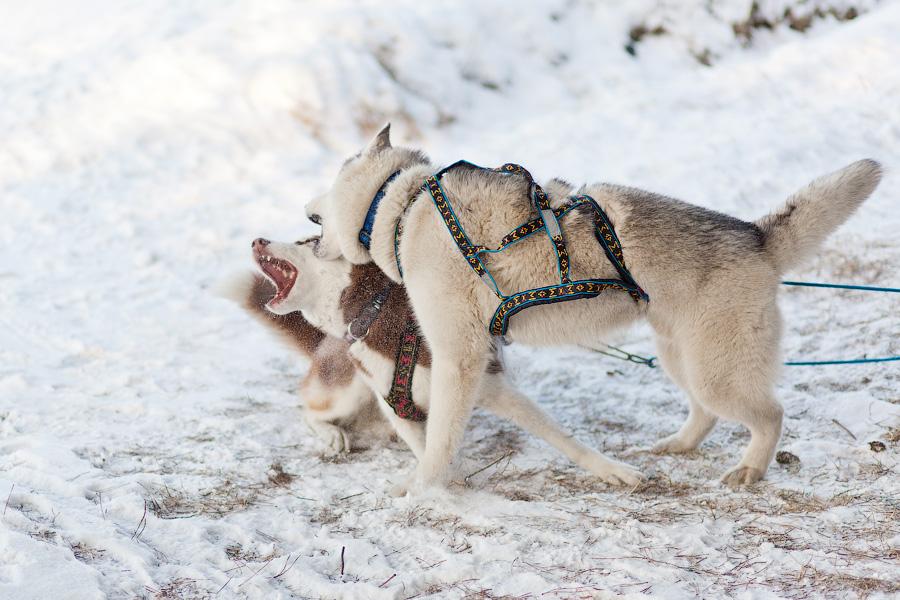 «Сказки о хаски»: фоторепортаж с тренировки ездовых собак и интервью с владельцами