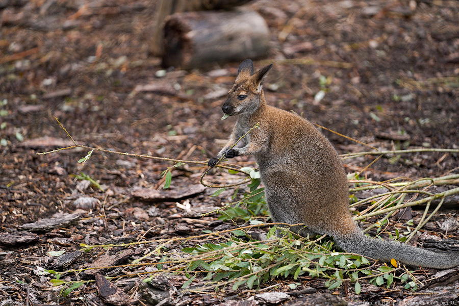 Жаба, гадюка и другие: в зоопарке открылся террариум после ремонта (фото)