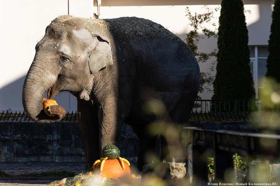Фото: Юлия Власова / Новый Калининград 