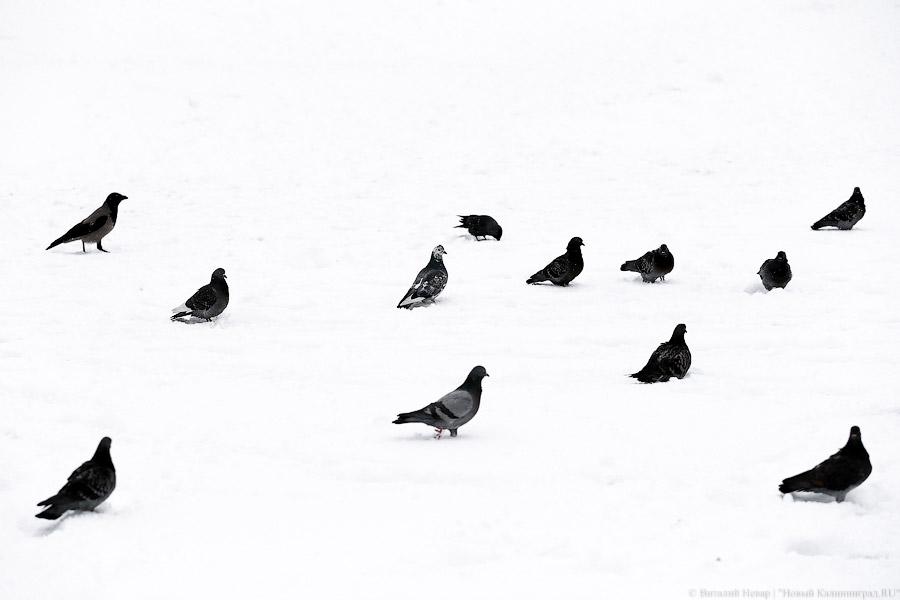 Белый снег, серый лёд: зима в Калининграде (фото)