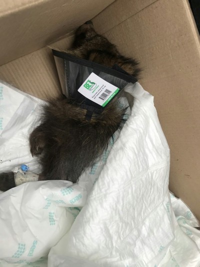 Калининградские монахини выхаживают енота, заболевшего после укуса клеща (фото)