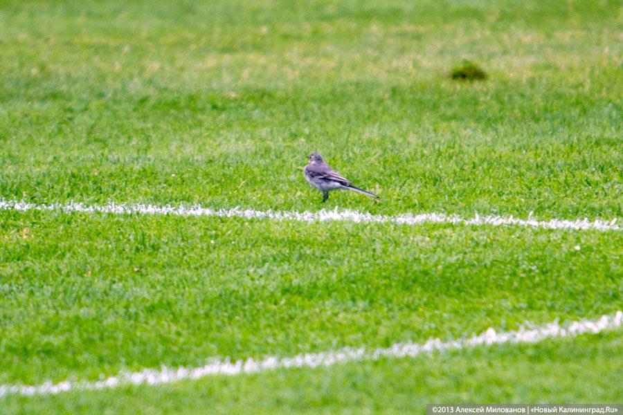Первая победа: «Балтика» обыграла дома «Ангушт» из Назрани