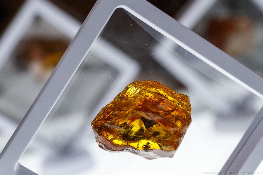 Янтарная козявка: чем закончились первые в Калининграде торги по инклюзам (фото)