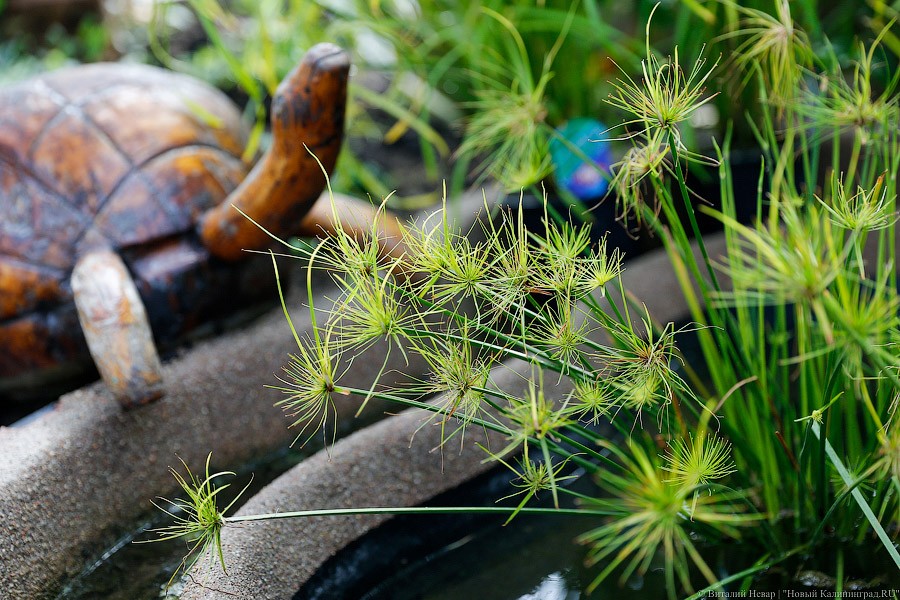 Дом для кактусов: в Ботаническом саду Калининграда открыли оранжерею (фото)