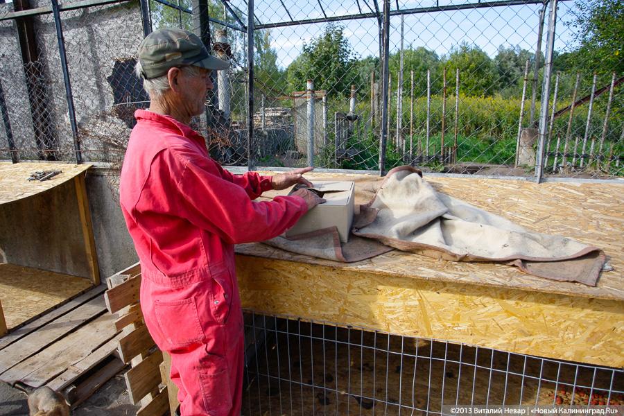 Естественный отбор: что творится за забором Службы защиты животных (фото)