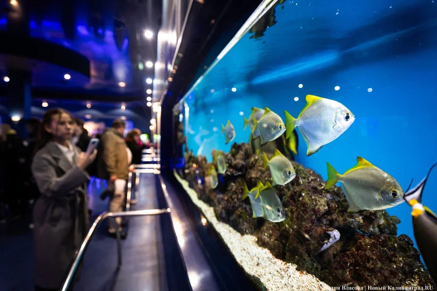 На обслуживание аквариумов в Музее мирового океана выделяют 37 млн рублей