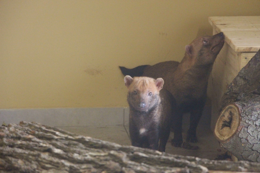 В Калининградский зоопарк привезли кустарниковых собак (они смешно пищат) (фото) (видео)