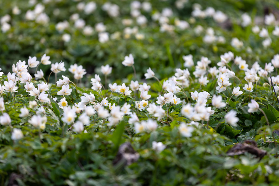 Весна в городе: посмотрите, как зацвёл Ботанический сад (фото)