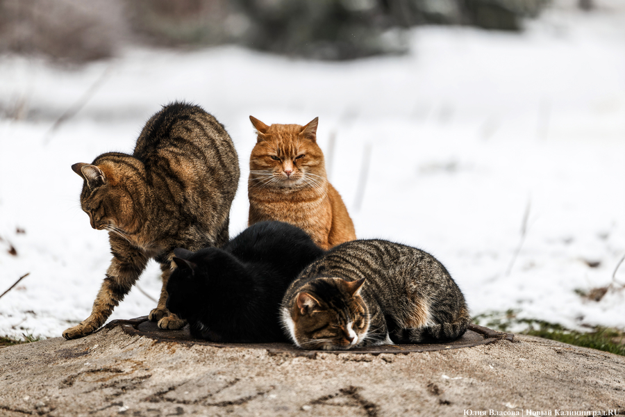 Ощущаемая температура ниже фактической: погода в Калининграде 29 января