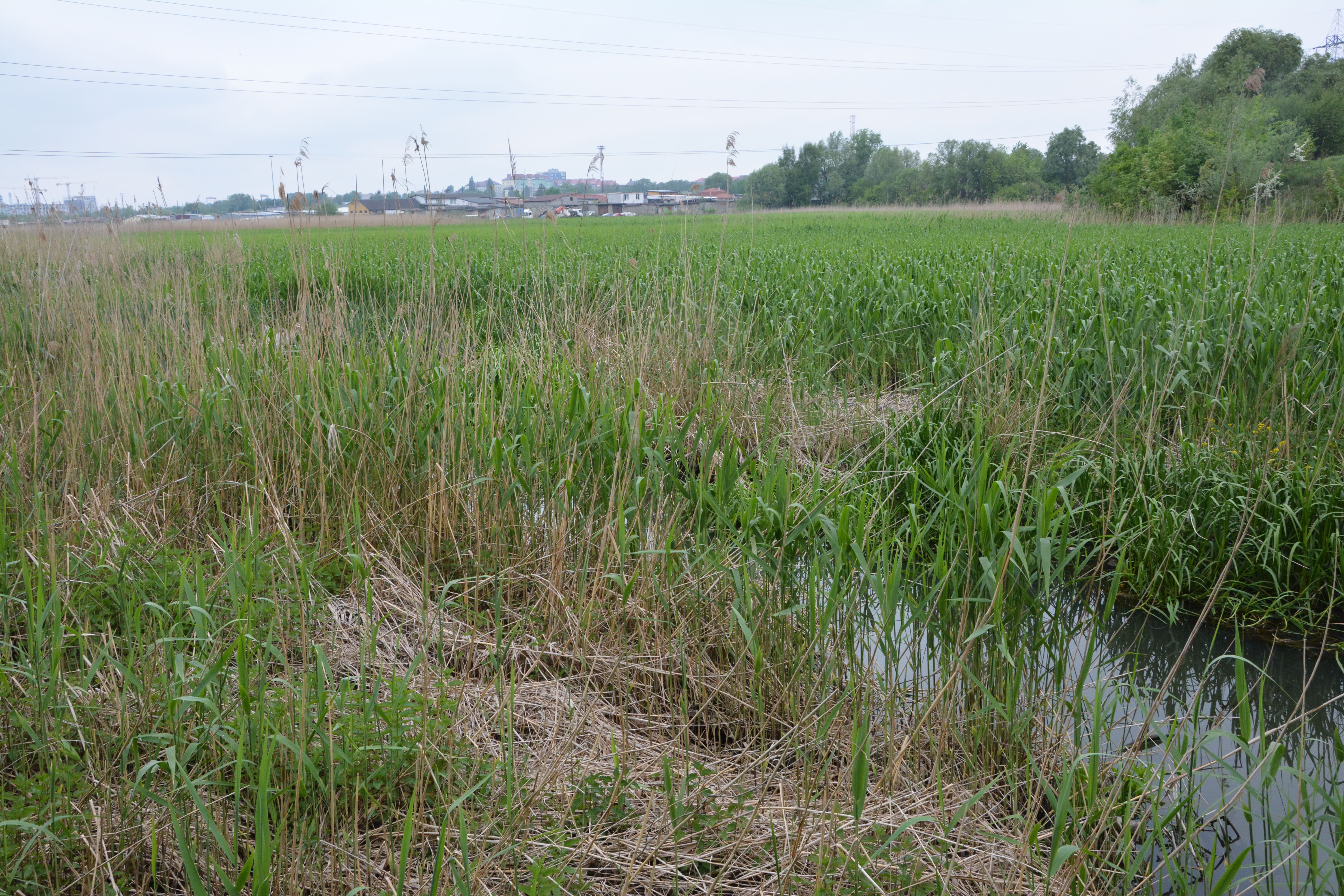 Гора на болоте: в Калининграде засыпают пойму ручья ради строительства жилья (фото)