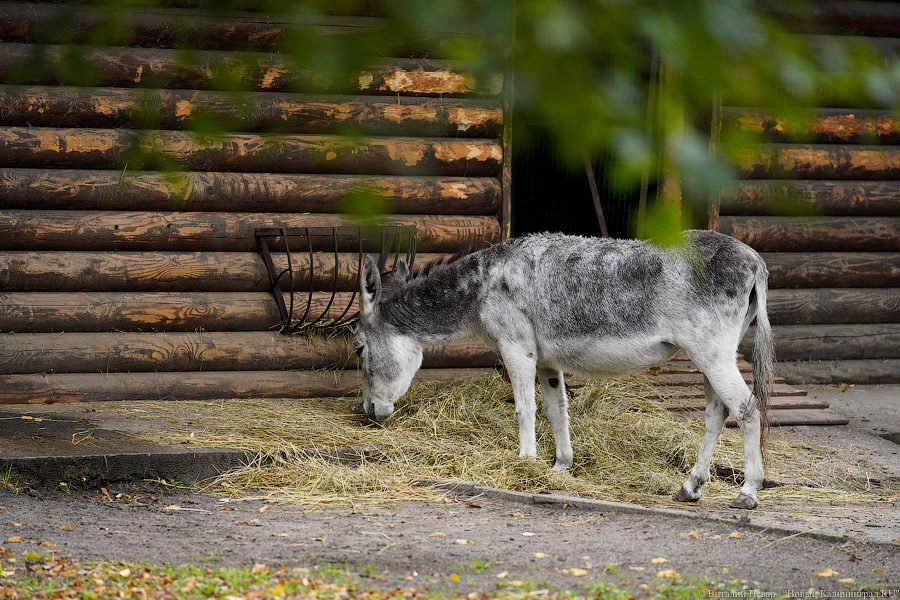 Жаба, гадюка и другие: в зоопарке открылся террариум после ремонта (фото)