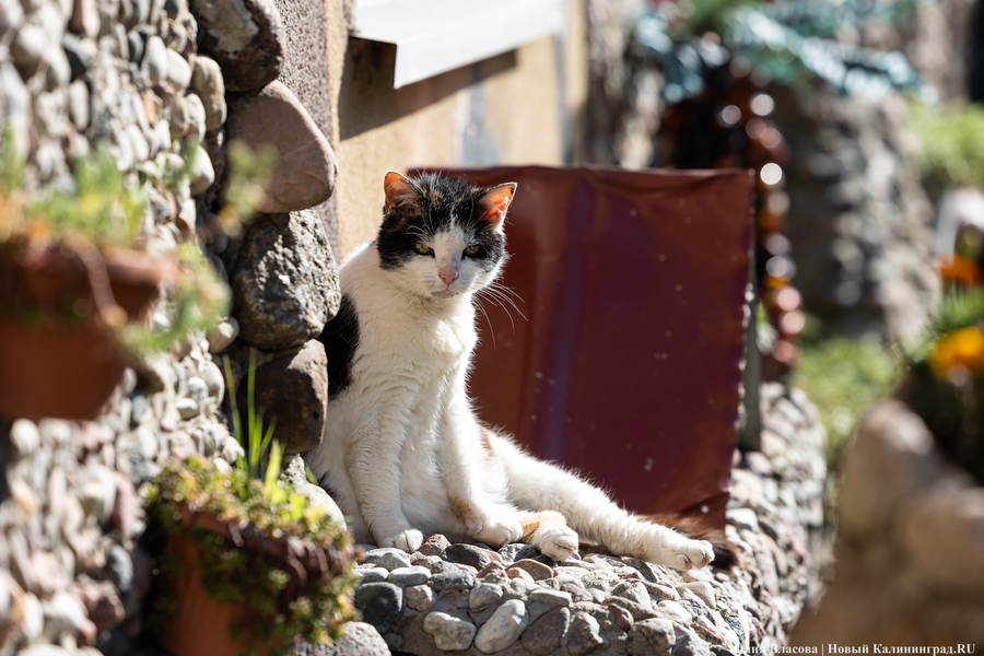 Погода в Калининградской области 21 октября