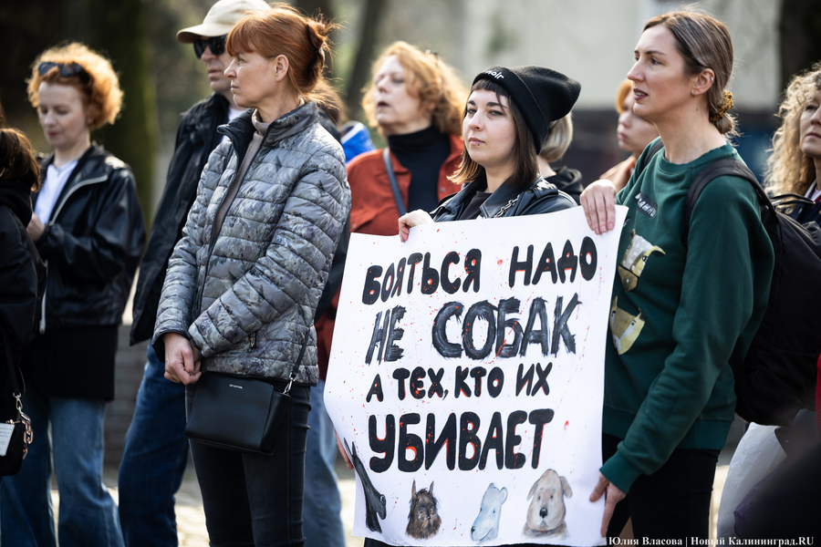 В защиту братьев меньших: в Калининграде прошёл митинг против убийства животных (фото)