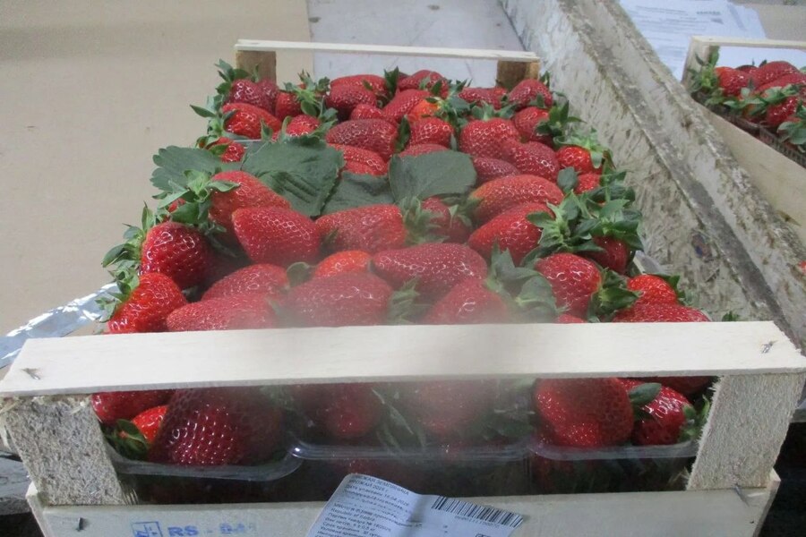 В Калининградскую область ввезли 45 тонн земляники из Сербии и Турции