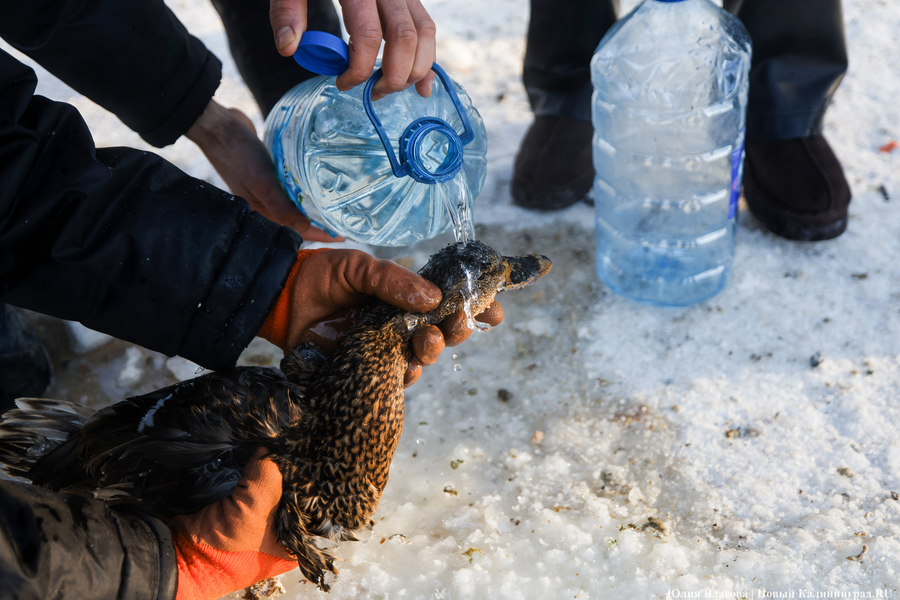 Ледяной плен: в парке Зеленоградска спасают замерзающих уток (фото)