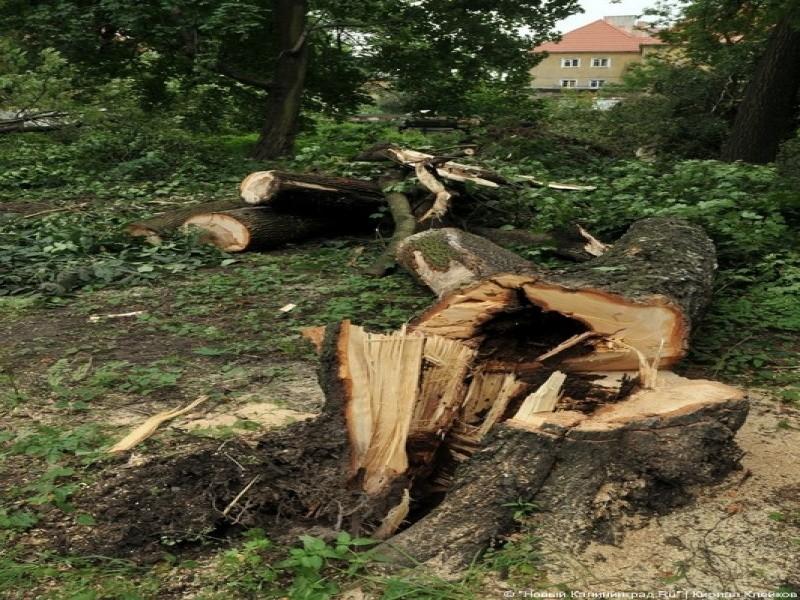 Последствия погрома на Ялтинской: фоторепортаж "Нового Калининграда.Ru"