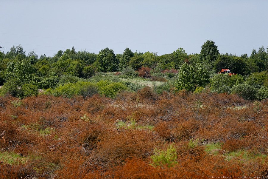 Бойня за землю: что мешает развиваться «Мираторгу» в Калининградской области
