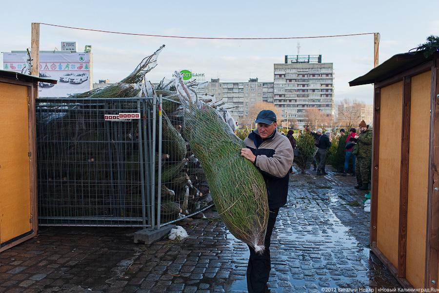 «Время наряжать ёлки»: фоторепортаж с улиц и торговых центров города
