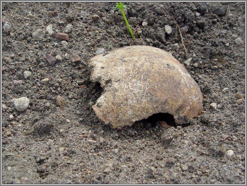 Заброшенная память: крупное захоронение Первой мировой под угрозой