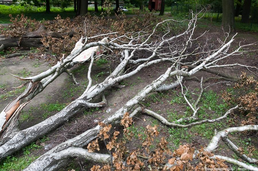 Пила vs. палатка: фоторепортаж "Нового Калининграда.Ru"