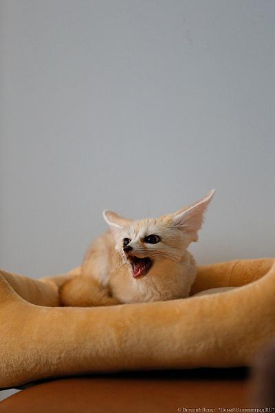 Длинноухое фыр-фыр-фыр: пара фенеков поселилась в Калининграде