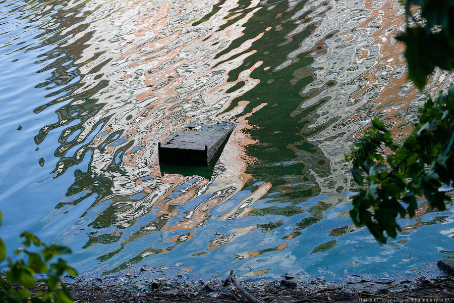 В озере Лангер в Багратионовске хотят запретить купание из-за кишечной палочки