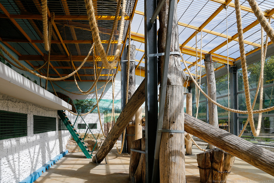 За стеклом: как живется в вольере для орангутанов Калининградского зоопарка