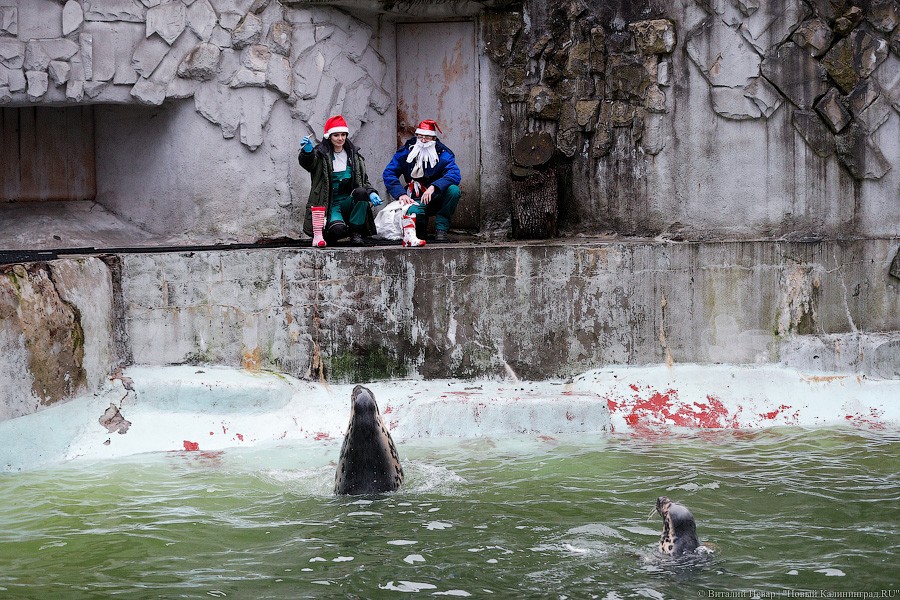 Сюрпризы для зверей: в зоопарке поздравили животных с Новым годом (фото)