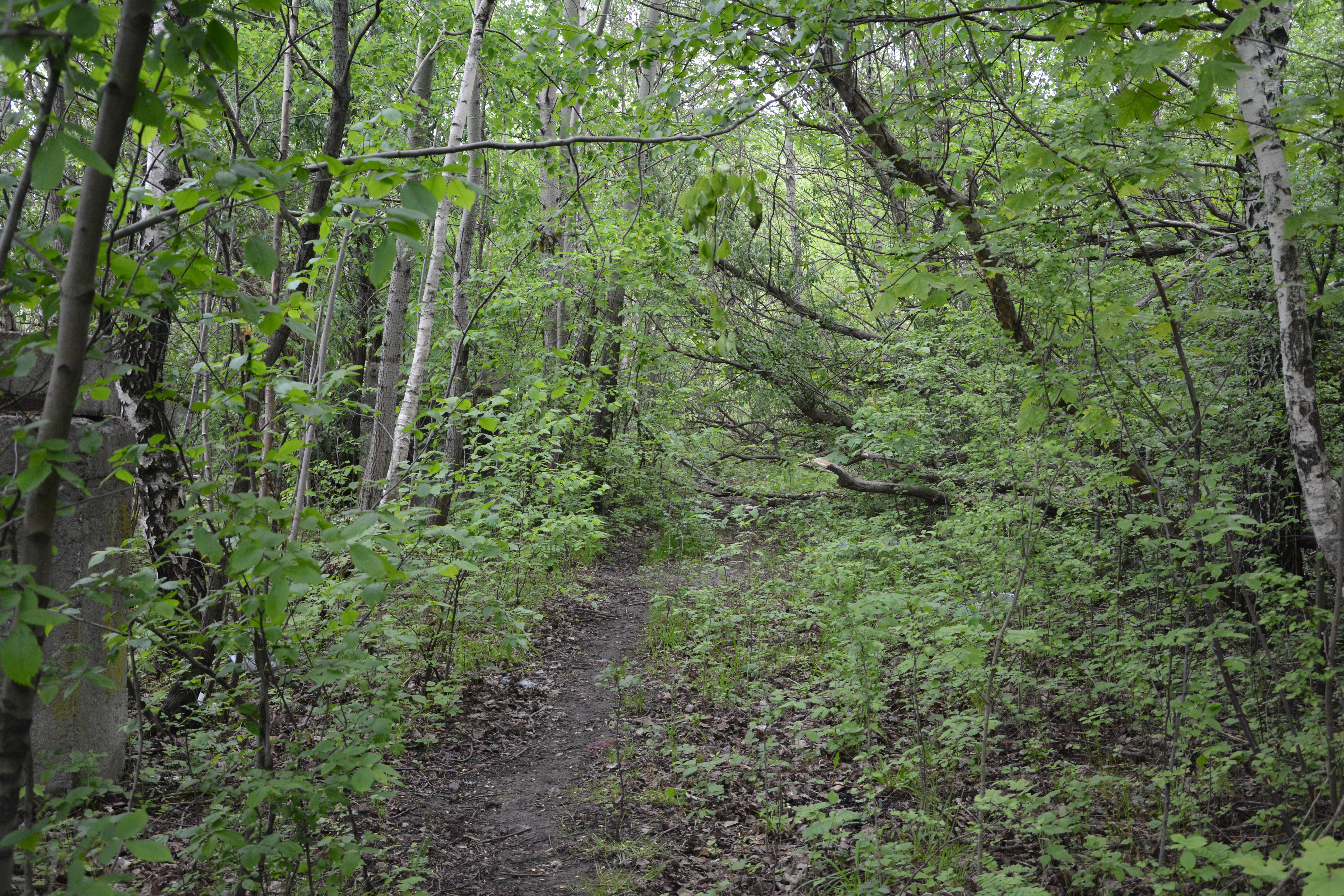 Гора на болоте: в Калининграде засыпают пойму ручья ради строительства жилья (фото)